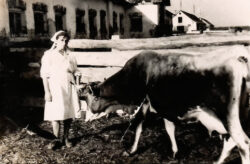 Milking woman