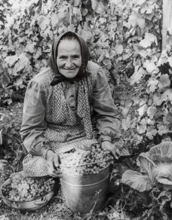 Harvest woman